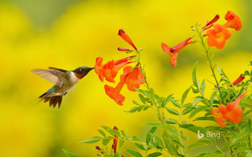 Ruby-throated hummingbird feeding on yellow bell flowers in the Texas Hill Country