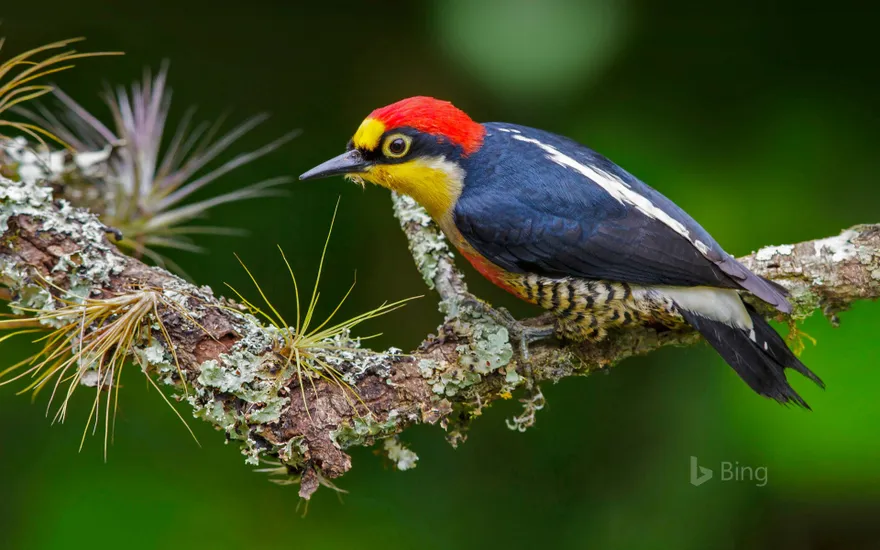 A yellow-fronted woodpecker in Brazil