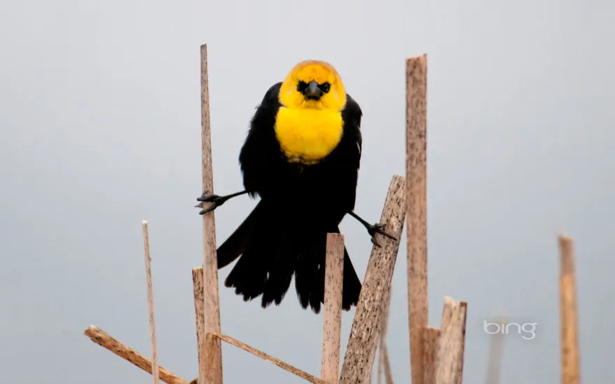 Yellow-headed blackbird in Flathead Valley, Montana