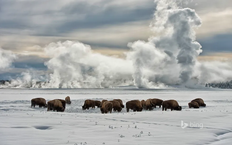 American bison wintering at Fountain Flats, Yellowstone National Park, Wyoming