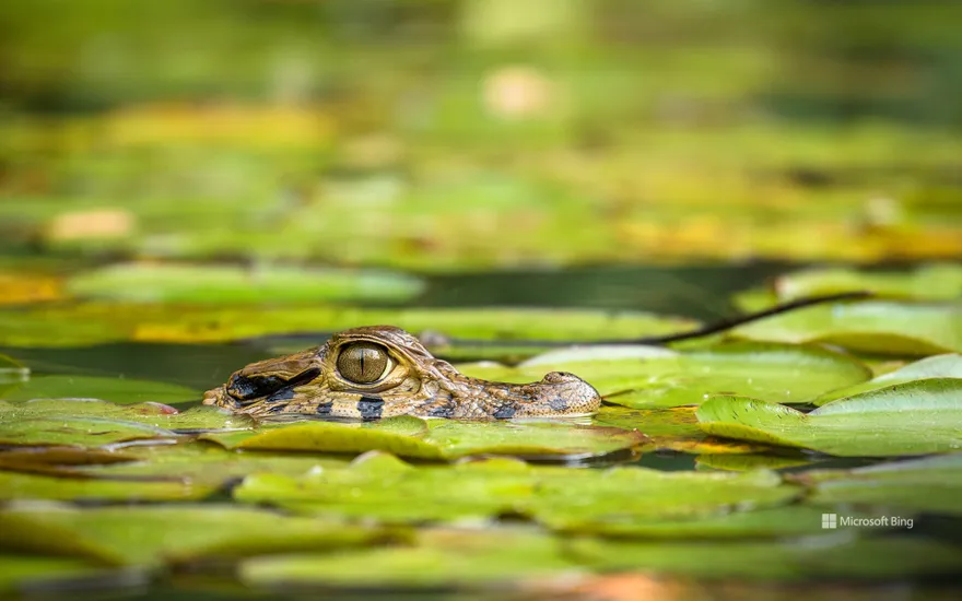 Young black caiman, Tambopata National Reserve, Peru