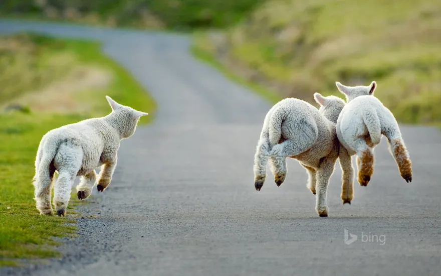 Three lambs frolicking in Christchurch, New Zealand