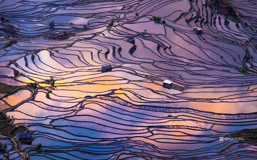 Aerial view of terraced rice fields, Yuanyang County, China