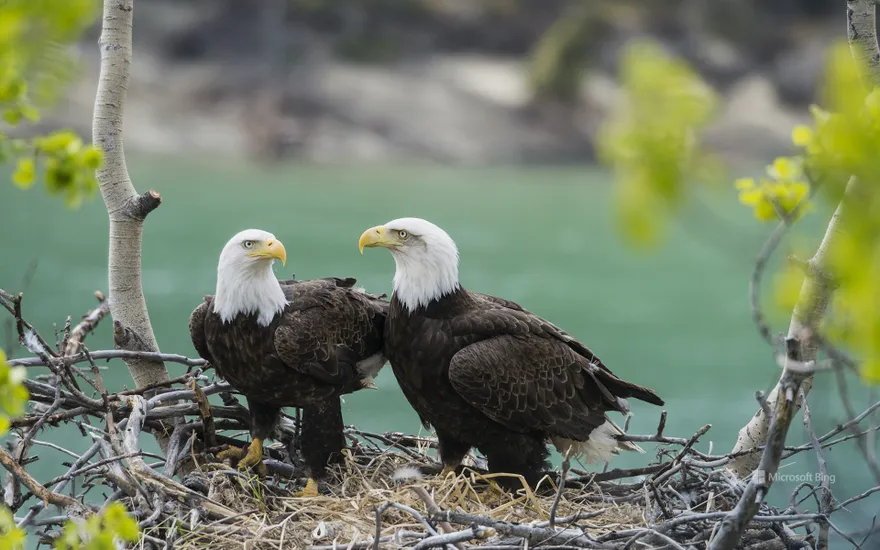 A pair of adult bald eagles (Haliaeetus leucocephalus) with chick at Yukon River, Yukon