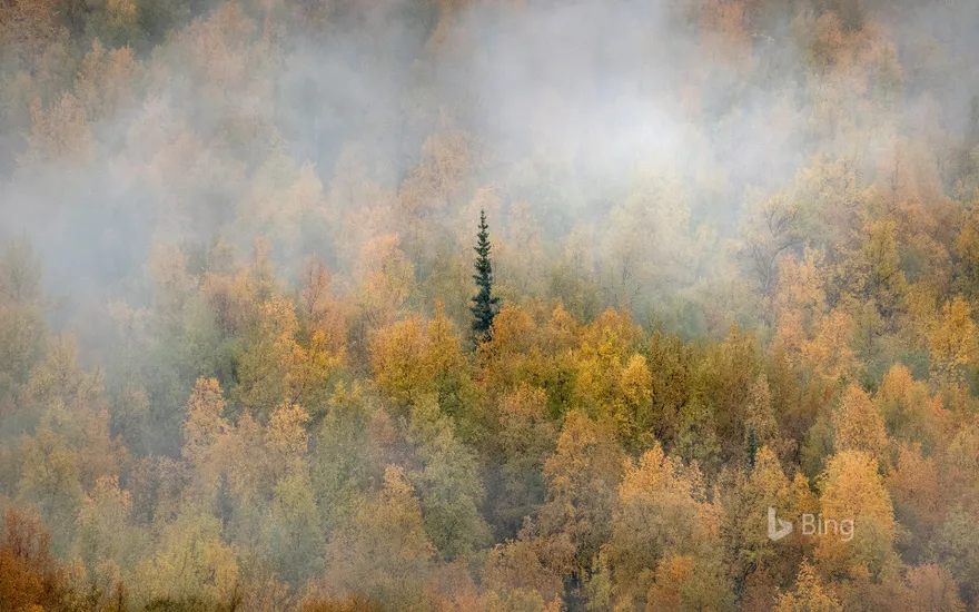 Misty forest in fall colours, Yukon