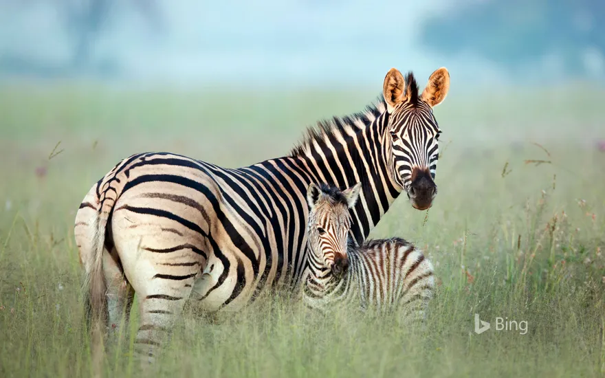Burchell's zebra mother and foal in Rietvlei Nature Reserve, South Africa
