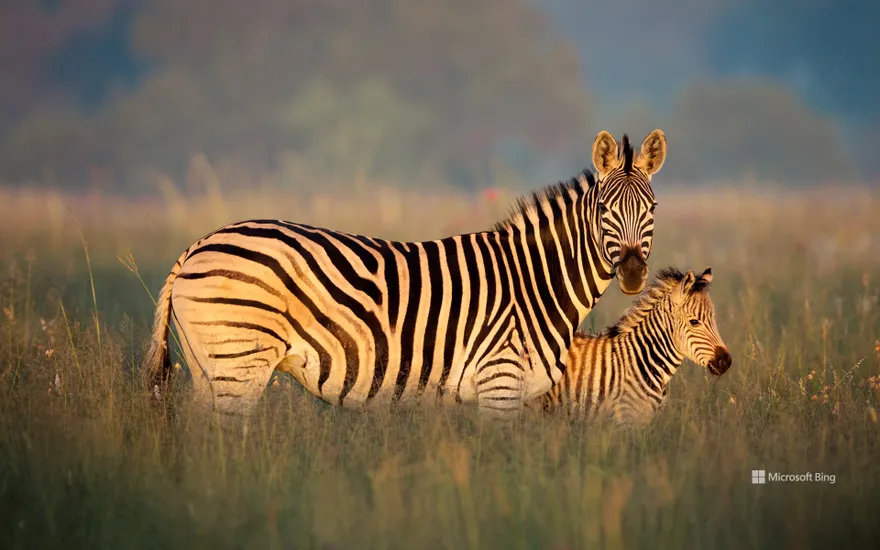 Burchell's zebra mother and foal, Rietvlei Nature Reserve, South Africa