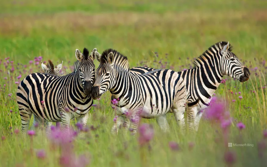Burchell's zebras, Rietvlei Nature Reserve, South Africa