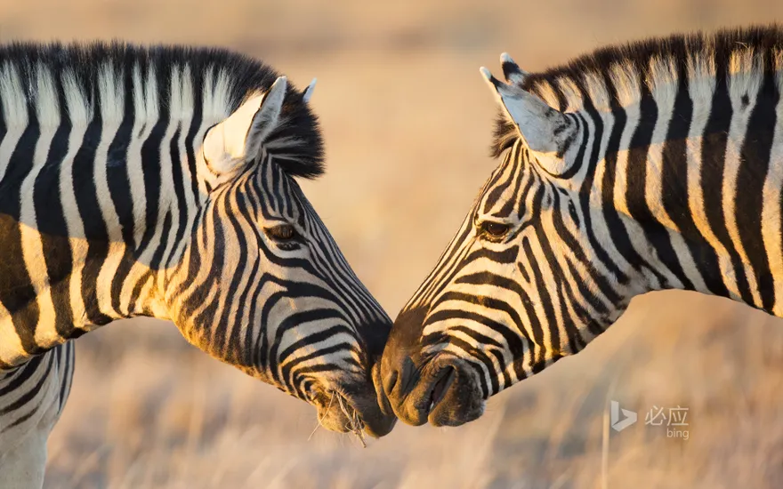 Plains Zebras greeting each other, Etosha National Park, Namibia