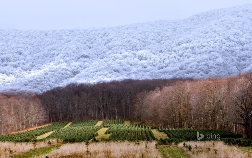 A Christmas tree farm in Zionville, North Carolina