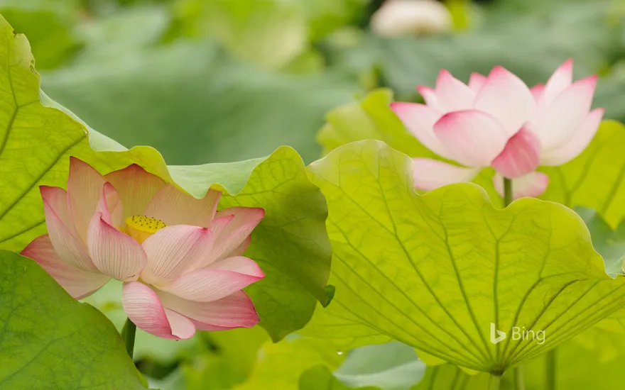 Lotus flowers in China