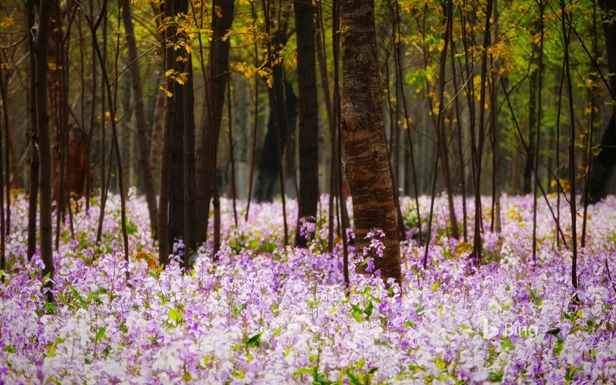 Forest with flowering plants, Beijing, China