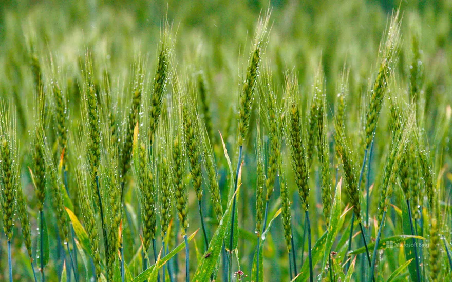 ears of wheat with dew